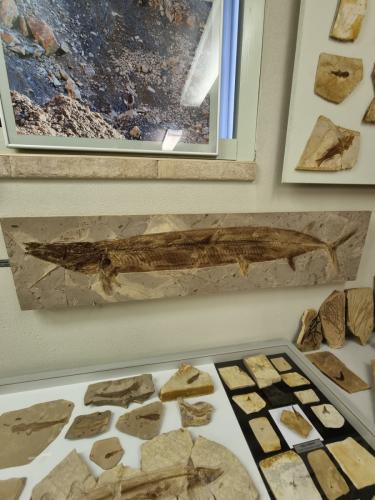 Το ιδιόκτητο μουσείο απολιθωμάτων και πετρωμάτων στο Dubiecko